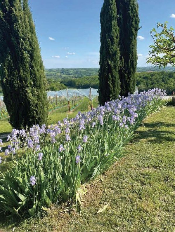 Irises and cypress trees in the garden